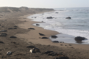Fototapeta premium footprints on the sand