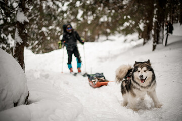 active shaggy dog pulls a sled with equipment along a snowy path at winter forest. Blurred skier on...