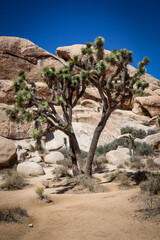 joshua tree national park