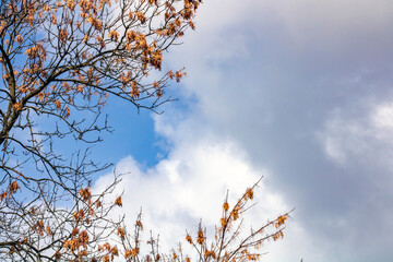 Clear sunny weather is replaced by cloudy, a rain cloud is approaching. Blue sky background and yellow golden foliage.