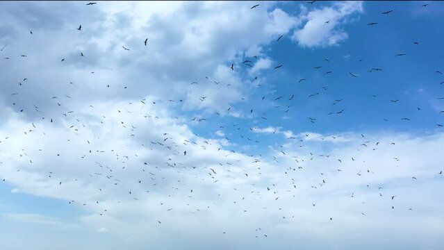 Seagulls soar in the open air.  Drone's camera show flying birds in blue sky.  Birds in Lake Sevan, Armenia, Caucasus.