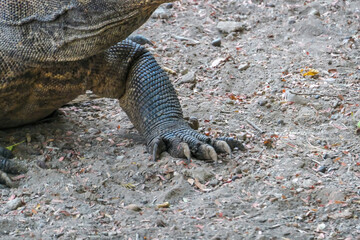 A close up on gigantic, venomous Komodo Dragon's claws in Komodo National Park, Flores, Indonesia. Claws look very sharp and dangerous, ready to attack. Dangerous animal in natural habitat.