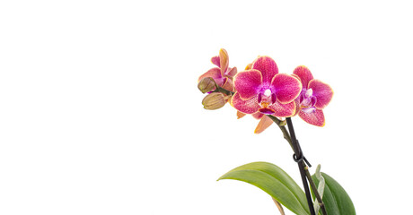 Purple orchid flower phalaenopsis, phalaenopsis or falah, known as butterfly orchids on a white background. Selective focus. Place for your text.