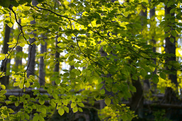 Green leaves on a tree branch in the spring in the forest.