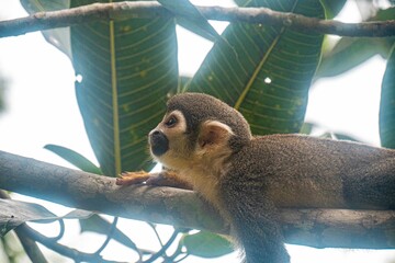 Monkey in the Peruvian Amazon rainforest - Monkey Island