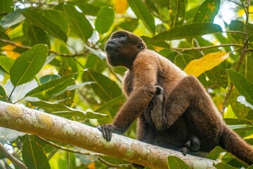 Monkey in the Peruvian Amazon rainforest - Monkey Island