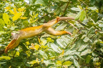 Monkey in the Peruvian Amazon rainforest - Monkey Island