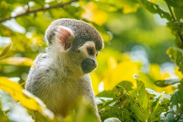 Monkey in the Peruvian Amazon rainforest - Monkey Island