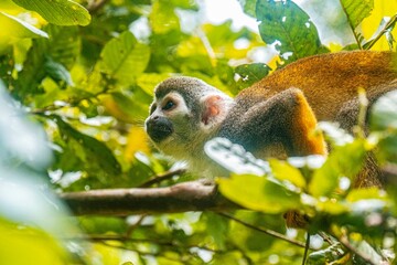 Monkey in the Peruvian Amazon rainforest - Monkey Island