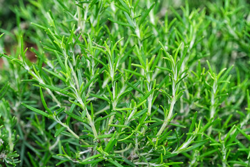 Fototapeta na wymiar Young shoots of Rosemary officinalis close-up. Could be a nice backdrop
