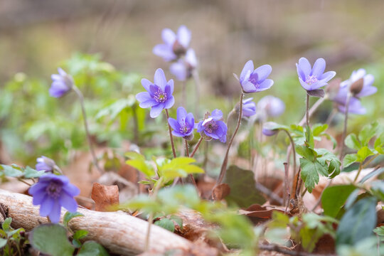 Hepatica nobilis Leberbl&uuml;mchen Gruppe von Pflanzen in Bl&uuml;te
