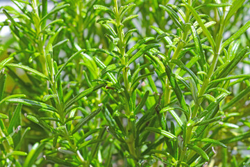 Young green branches of a houseplant.