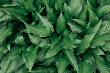 Green leaves of hosta or plantain lilies with water drops in spring. Abstract, natural background