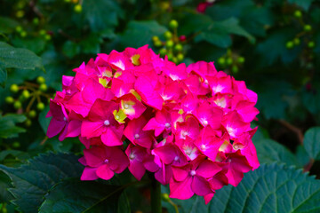 A bright flowering branch of hydrangeas in the garden in the spring.