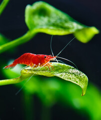 Big fire red or cherry dwarf shrimp with green background in fresh water aquarium tank,