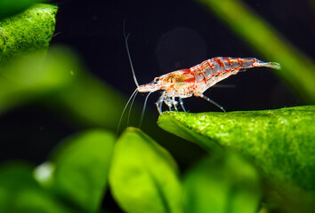 Big fire red or cherry dwarf shrimp with green background in fresh water aquarium tank,