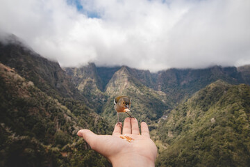 Rare Madeiran chaffinch has flown to the man's hand for food crumbs and to see if he is safe. Fringilla coelebs maderensis. The experience of a lifetime. Levada dos Balcoes, Madeira, Portugal