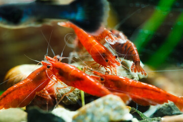 Big fire red or cherry dwarf shrimp with green background in fresh water aquarium tank,