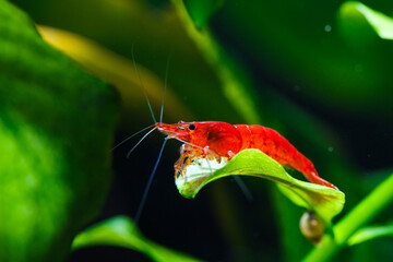 Big fire red or cherry dwarf shrimp with green background in fresh water aquarium tank,
