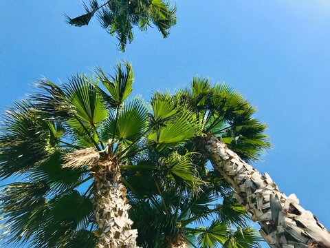 Palm tree on blue sky view nature tropical summer photo image