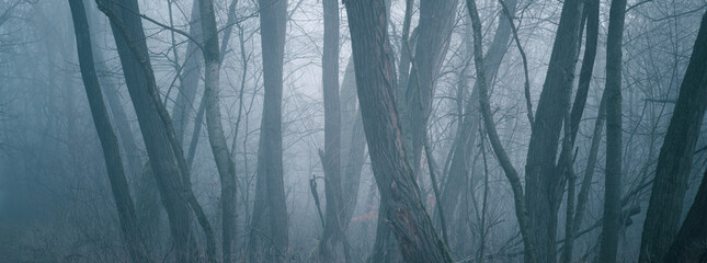 Mystical panoramic wide dark foggy forest view in cold autumn tones. Halloween background.