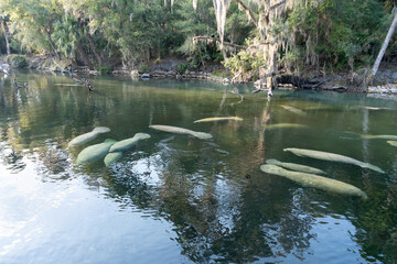A herd of Florida Manatee (Trichechus manatus latirostris) swimming in the crystal-clear spring water at Blue Spring State Park in Florida, USA, a winter gathering site for manatees.