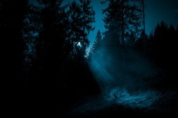 Moonlight through the mist in the spooky night forest, create a spotlight on the grass. Halloween backdrop.