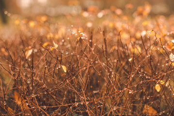 Branches of bushes with raindrops. Blurry, autumn background. An image with a shallow depth of field.