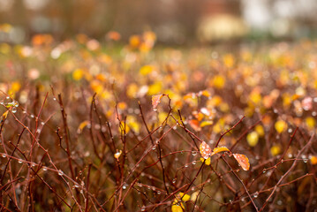 Branches of bushes with raindrops. Blurry, autumn, orange background. An image with a shallow depth of field.