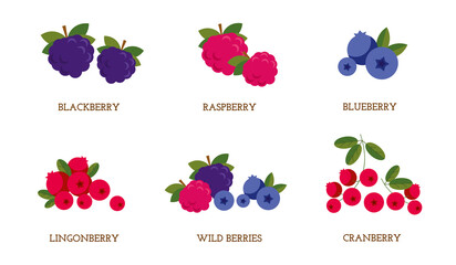 A set of isolated vector berries. Cranberries, blueberries, raspberries, strawberries, blackberries, blueberries, cranberries, wild berries. Cartoon flat illustration.