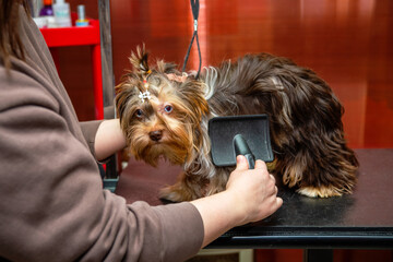 Groomer woman combing hair from small yorkshire terrier at barbershop