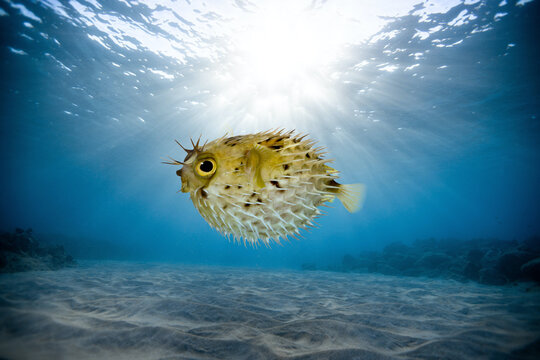 Porcupinefish, also known as spiny pufferfish