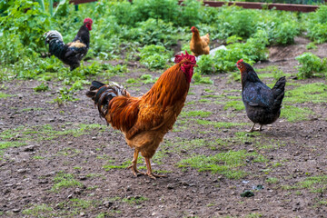 rooster and hens
