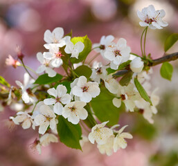 Obraz premium Beautiful close-up of a cherry blossom