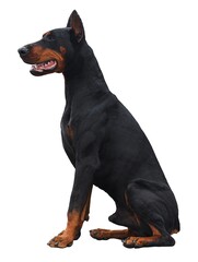 Obraz premium Beautiful big doberman dog on a white background