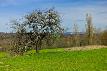 Alter knorriger Obstbaum auf einem Feld im Bliesgau, Saarland