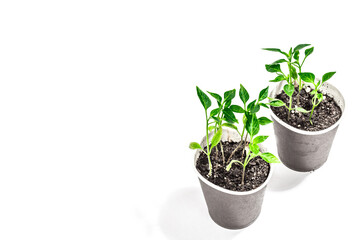 Assorted young pepper seedlings isolated on white background. Spring planting and gardening concept