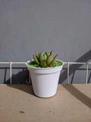 Small succulent cactus plant in white pot with colored stones