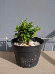 Small ornamental plants with lush leaves growing in mini pots