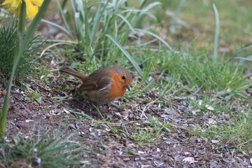 Rotkehlchen 3
