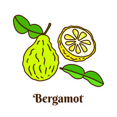 Hand drawn vector illustration of bergamot isolated on white background.