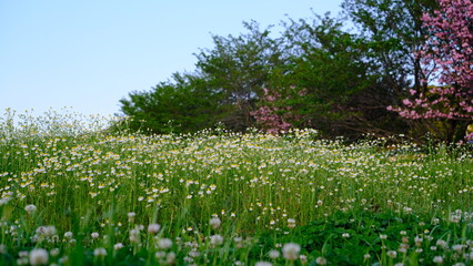 Obraz premium 野原