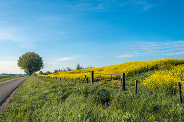 Narrow country road along a Dutch dike with yellow flowering rapeseed. The photo was taken in...