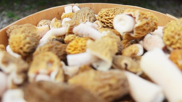 freshly harvested morels lie in a basket