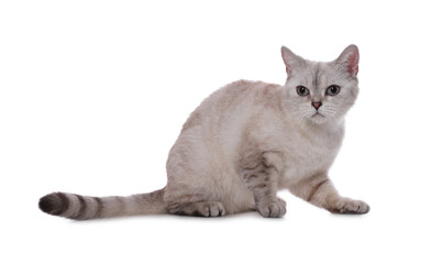 Cute British Shorthair cat on white background