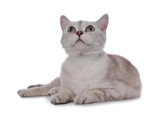 Cute British Shorthair cat on white background