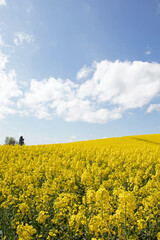 Obraz premium Springtime canola fields in the British countryside.