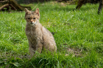 europäische Wildkatze