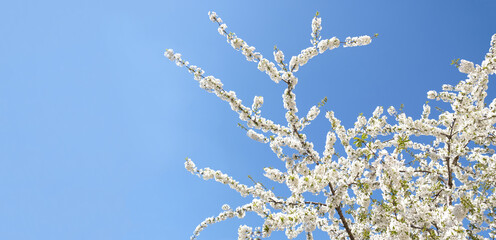 Spring banner with copy space. Branch of blooming white flowers of cherry plum tree in early spring. Amazing natural floral spring banner or greeting card, postcard, poster.