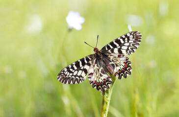 Southern Scalloped Butterfly (Zerynthia polyxena) on plant